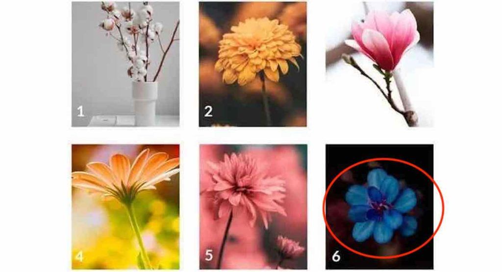 Choisissez une fleur