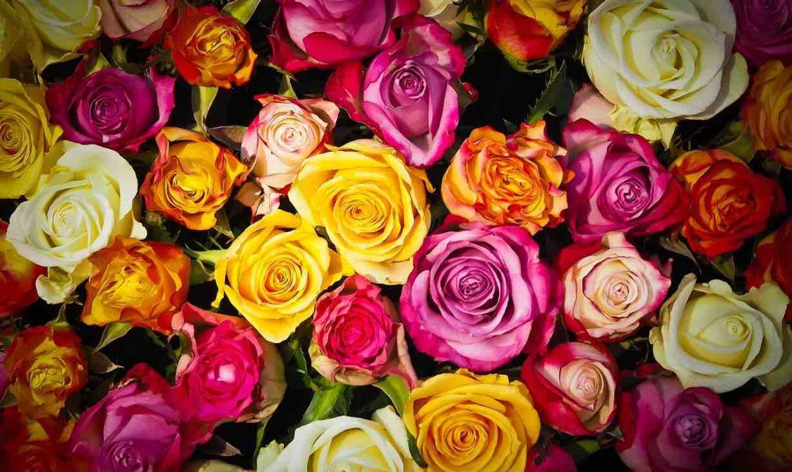 Significations des Roses La signification symbolique de chaque couleur de rose